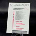 146 | MAJUNGASAURUS CRENATISSIMUS by Savi Lomuscio e Match Rugz | BraccoTCG