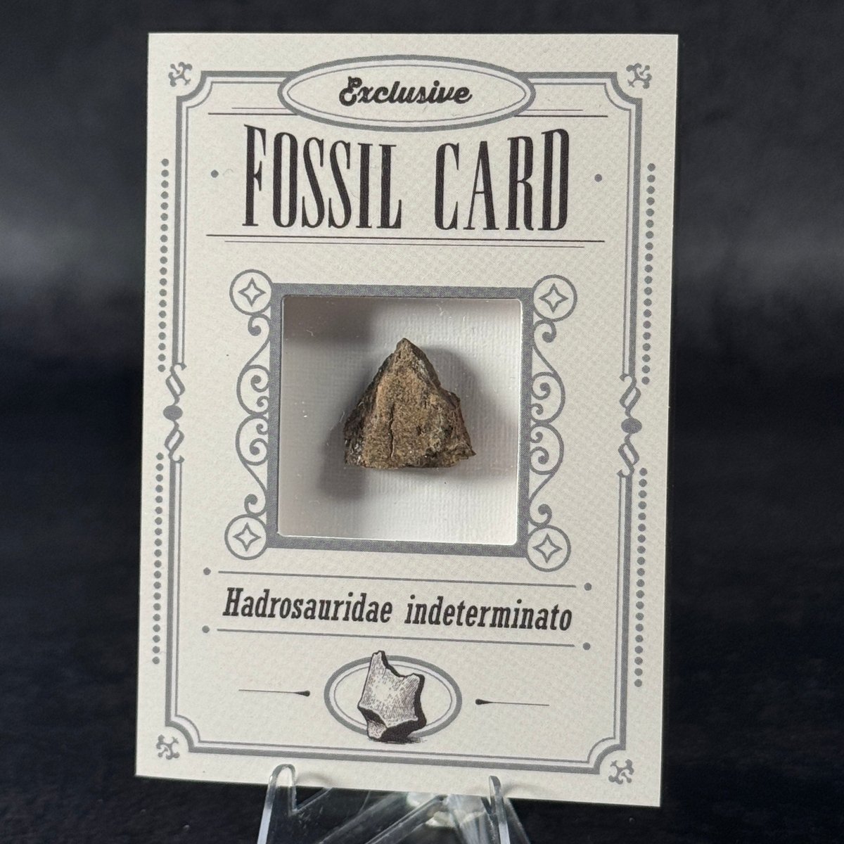 Fossil exclusive | BraccoTCG