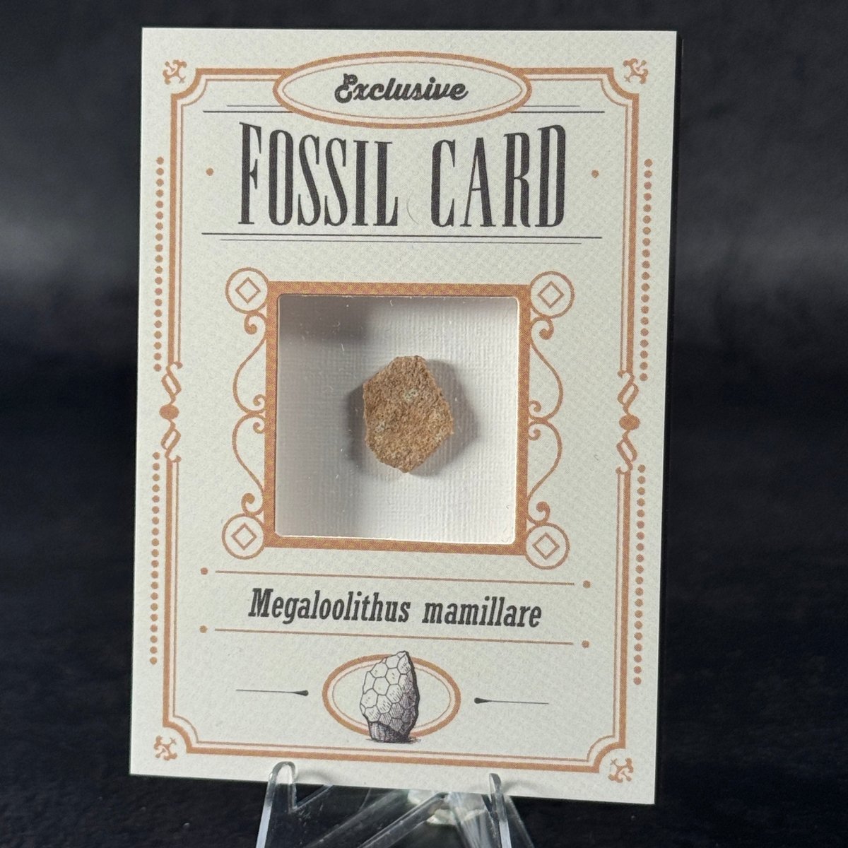 Fossil exclusive | BraccoTCG