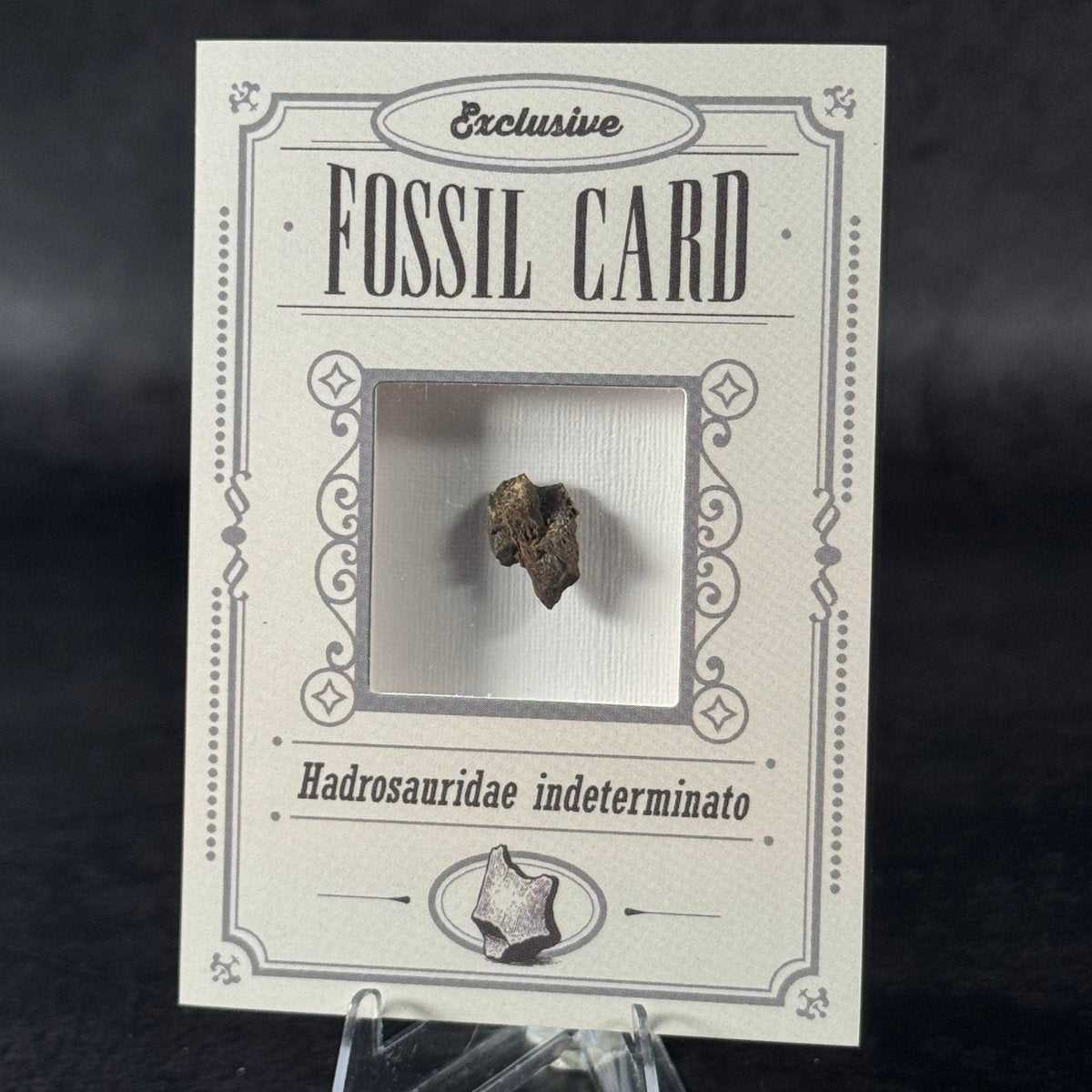 Fossil exclusive | BraccoTCG
