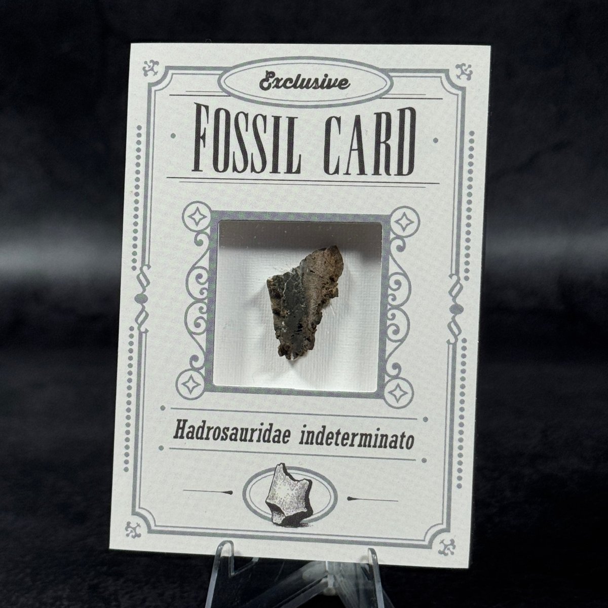 Fossil exclusive | BraccoTCG
