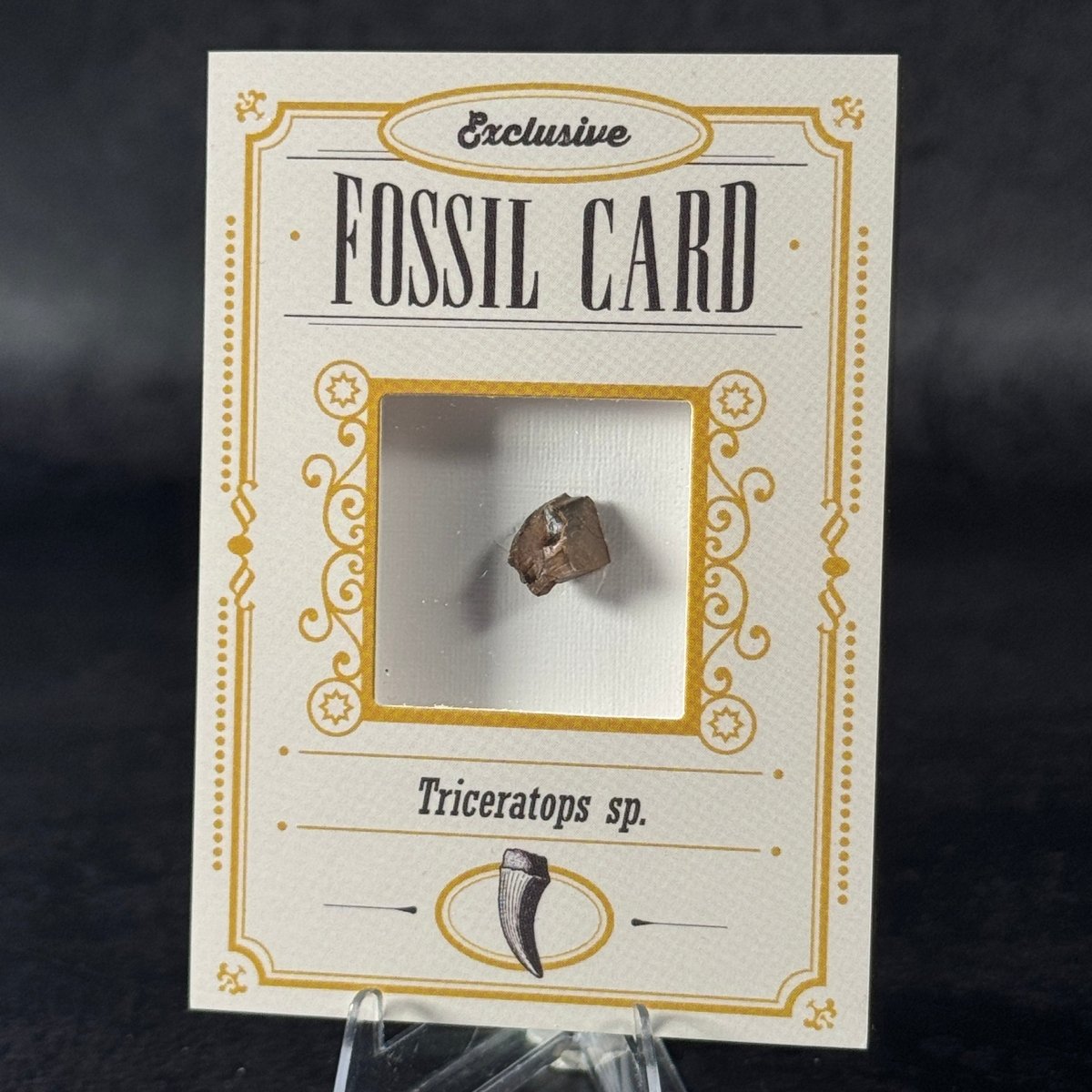 Fossil exclusive | BraccoTCG