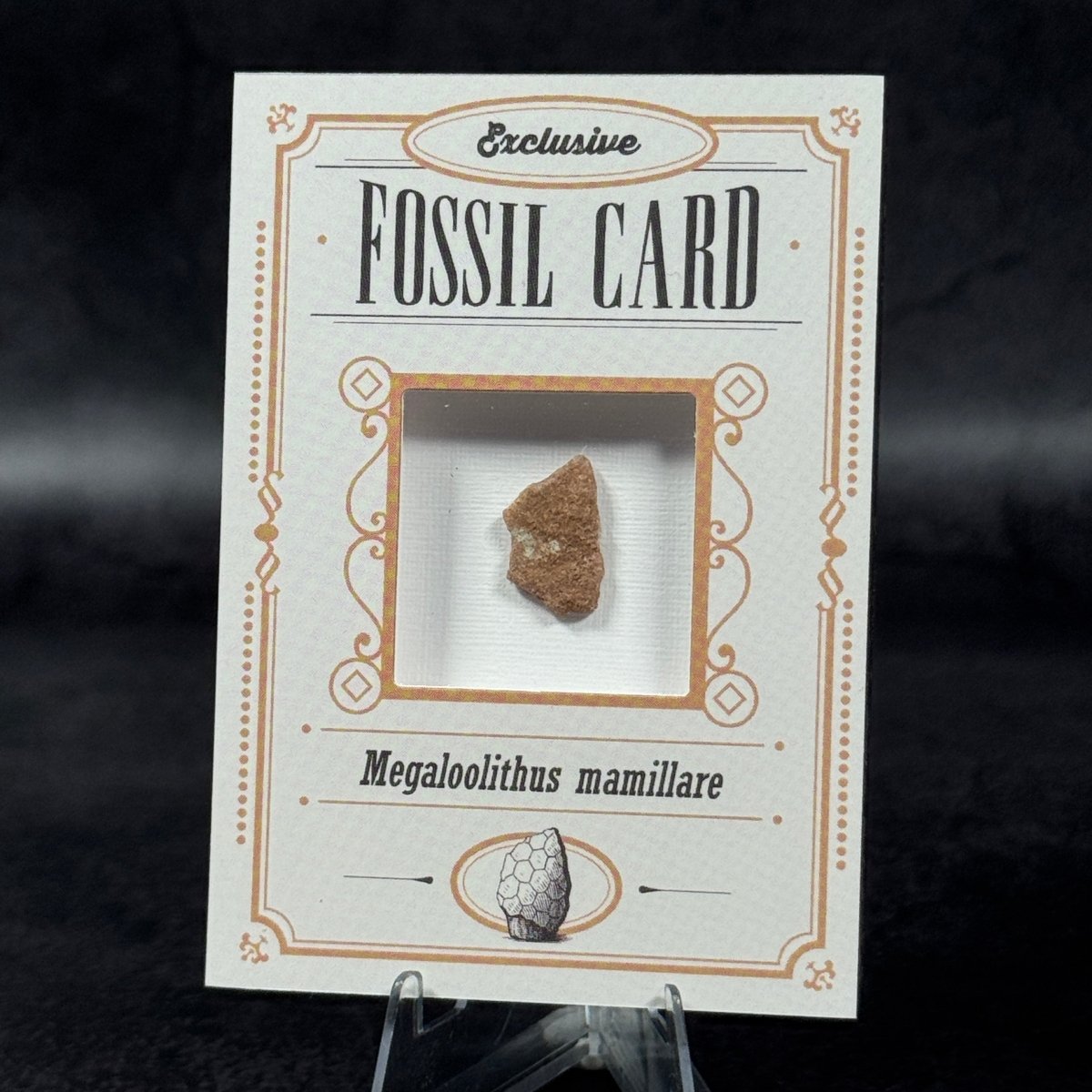 Fossil exclusive | BraccoTCG