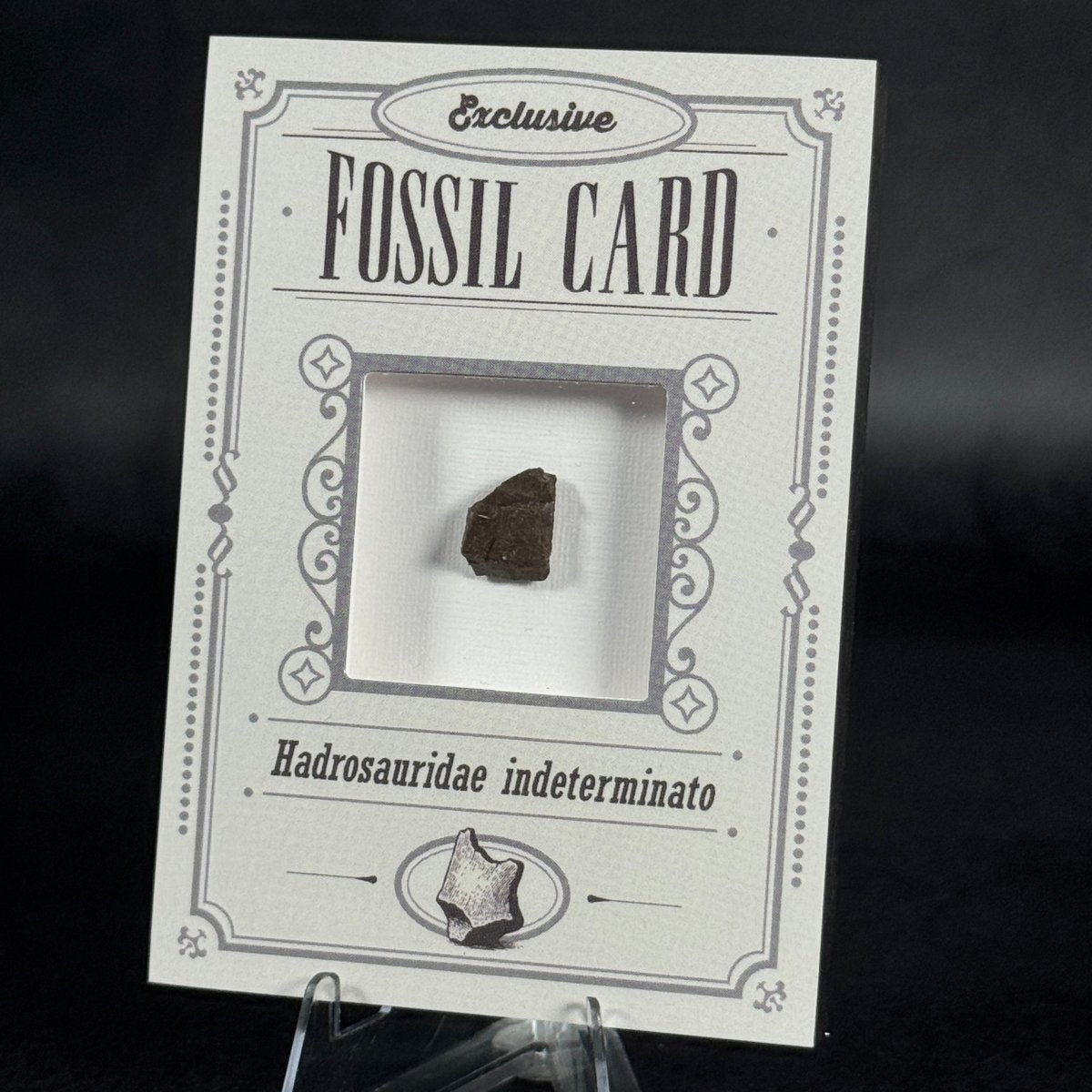 Fossil exclusive | BraccoTCG