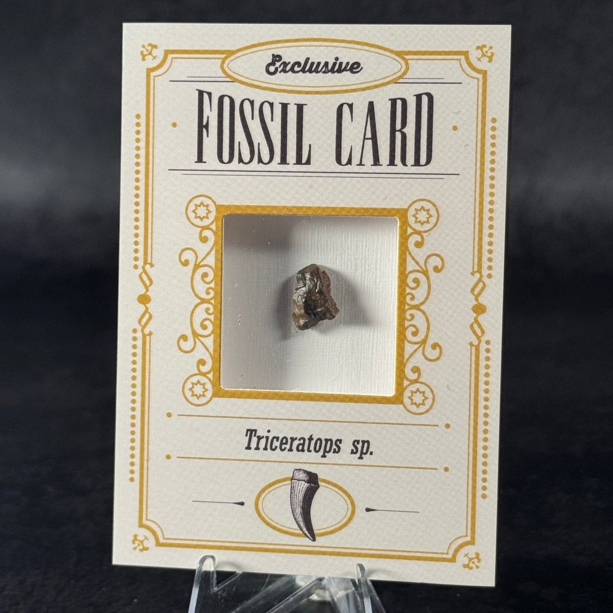Fossil exclusive | BraccoTCG