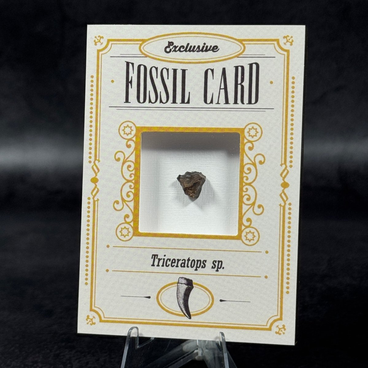 Fossil exclusive | BraccoTCG