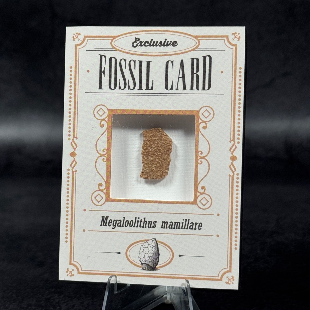 Fossil exclusive | BraccoTCG