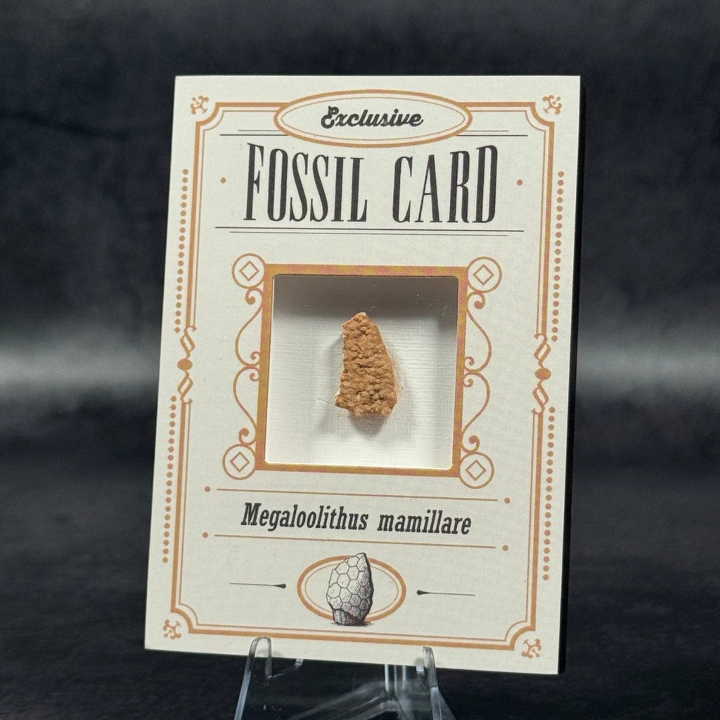Fossil exclusive | BraccoTCG