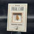 Fossil exclusive | BraccoTCG