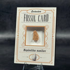 Fossil exclusive | BraccoTCG