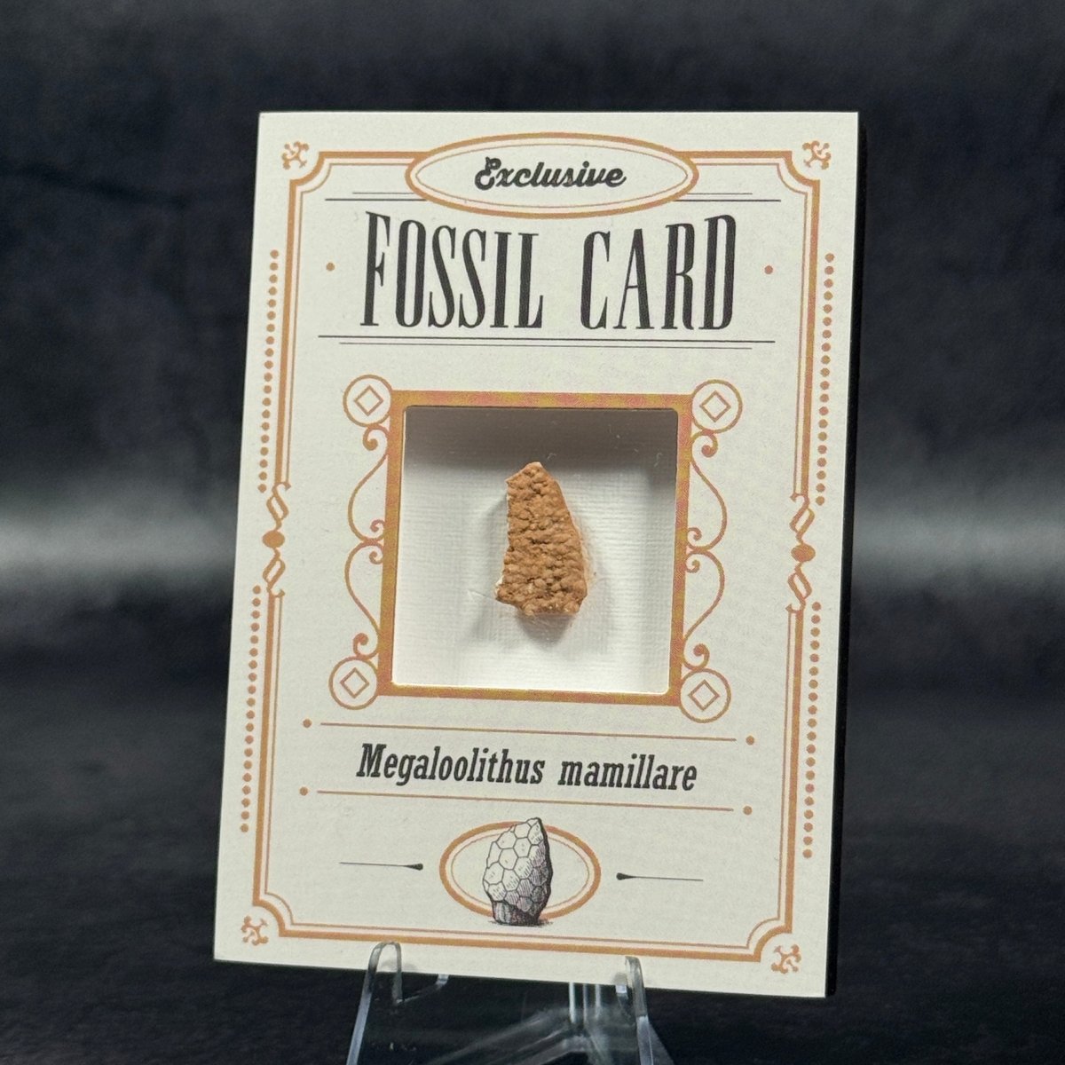 Fossil exclusive | BraccoTCG