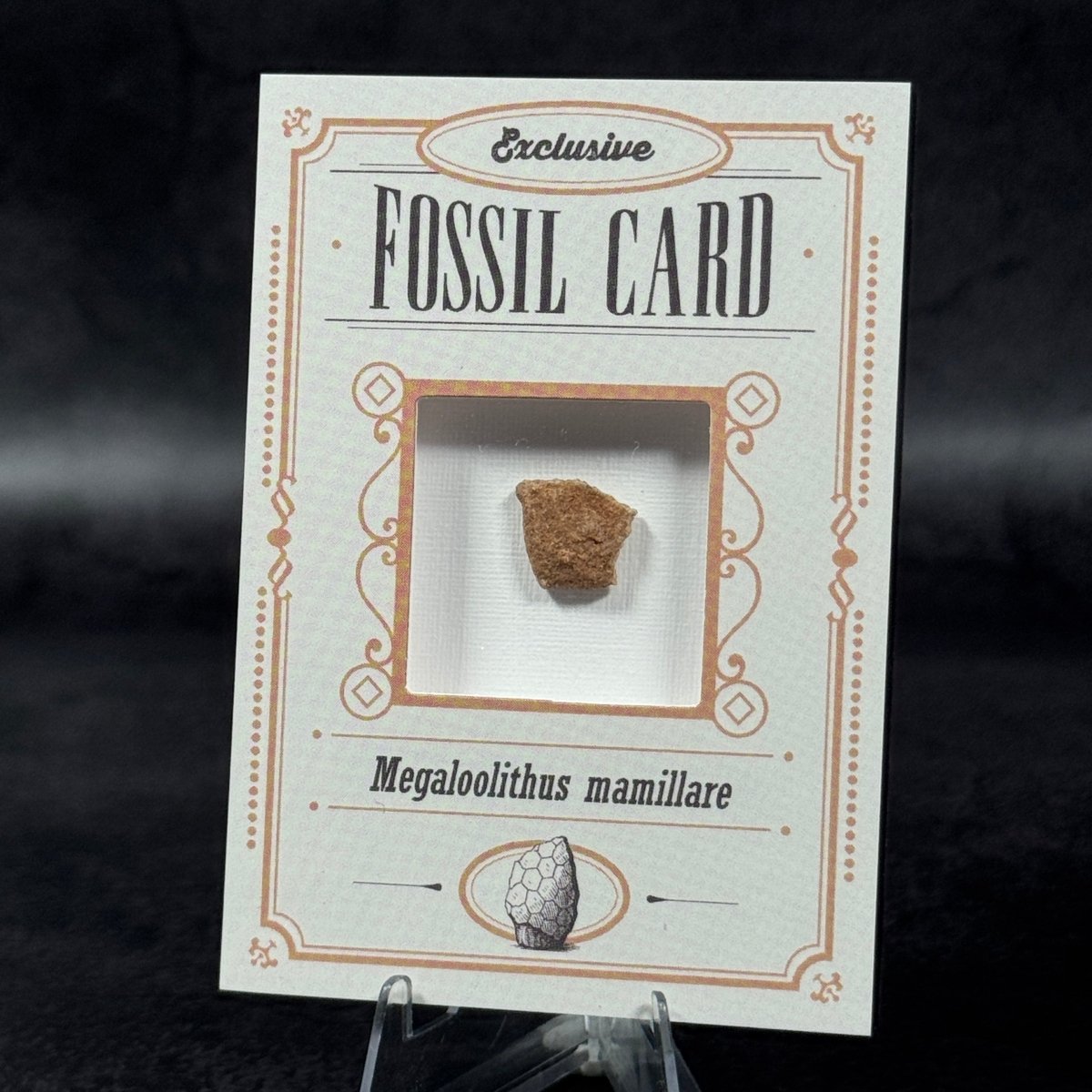 Fossil exclusive | BraccoTCG