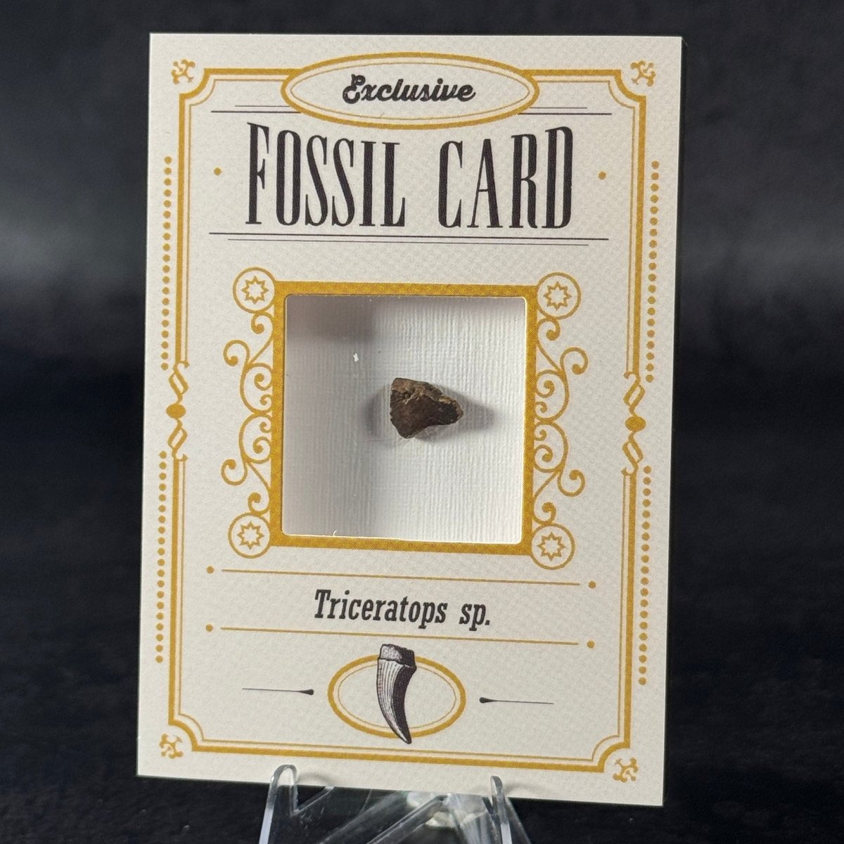 Fossil exclusive | BraccoTCG