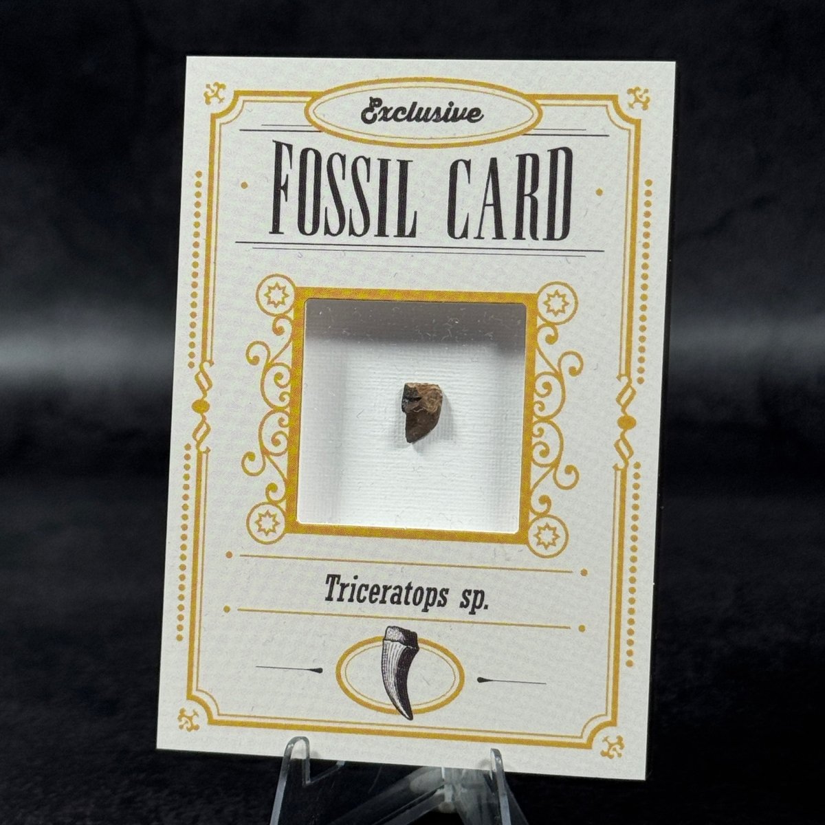 Fossil exclusive | BraccoTCG