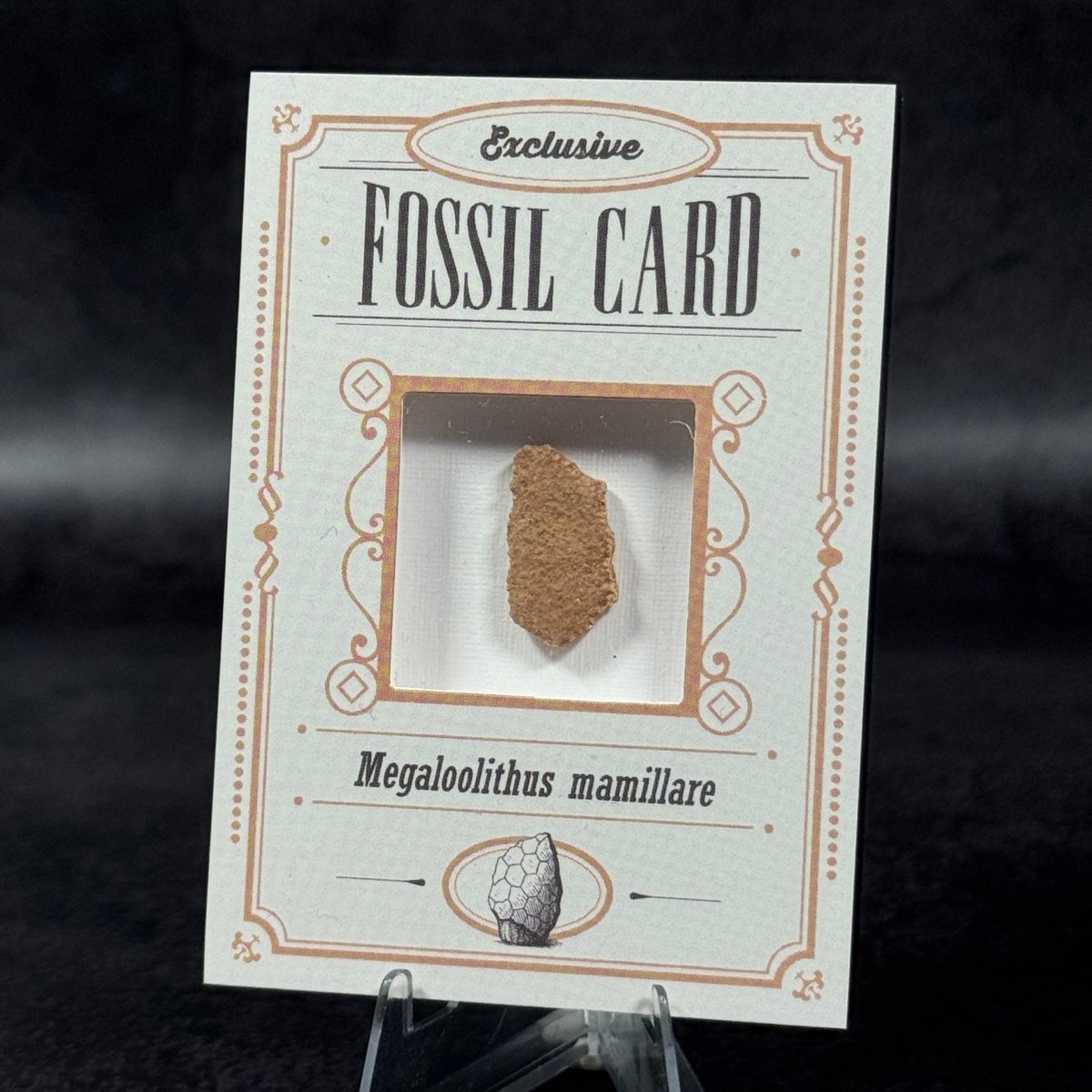 Fossil exclusive | BraccoTCG