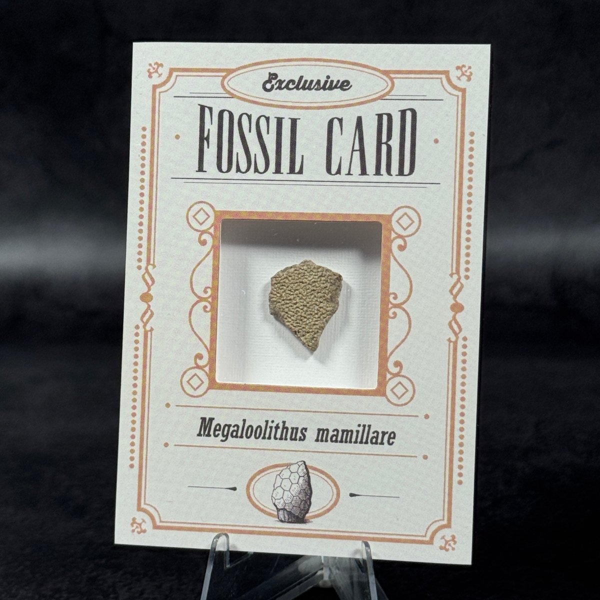 Fossil exclusive | BraccoTCG