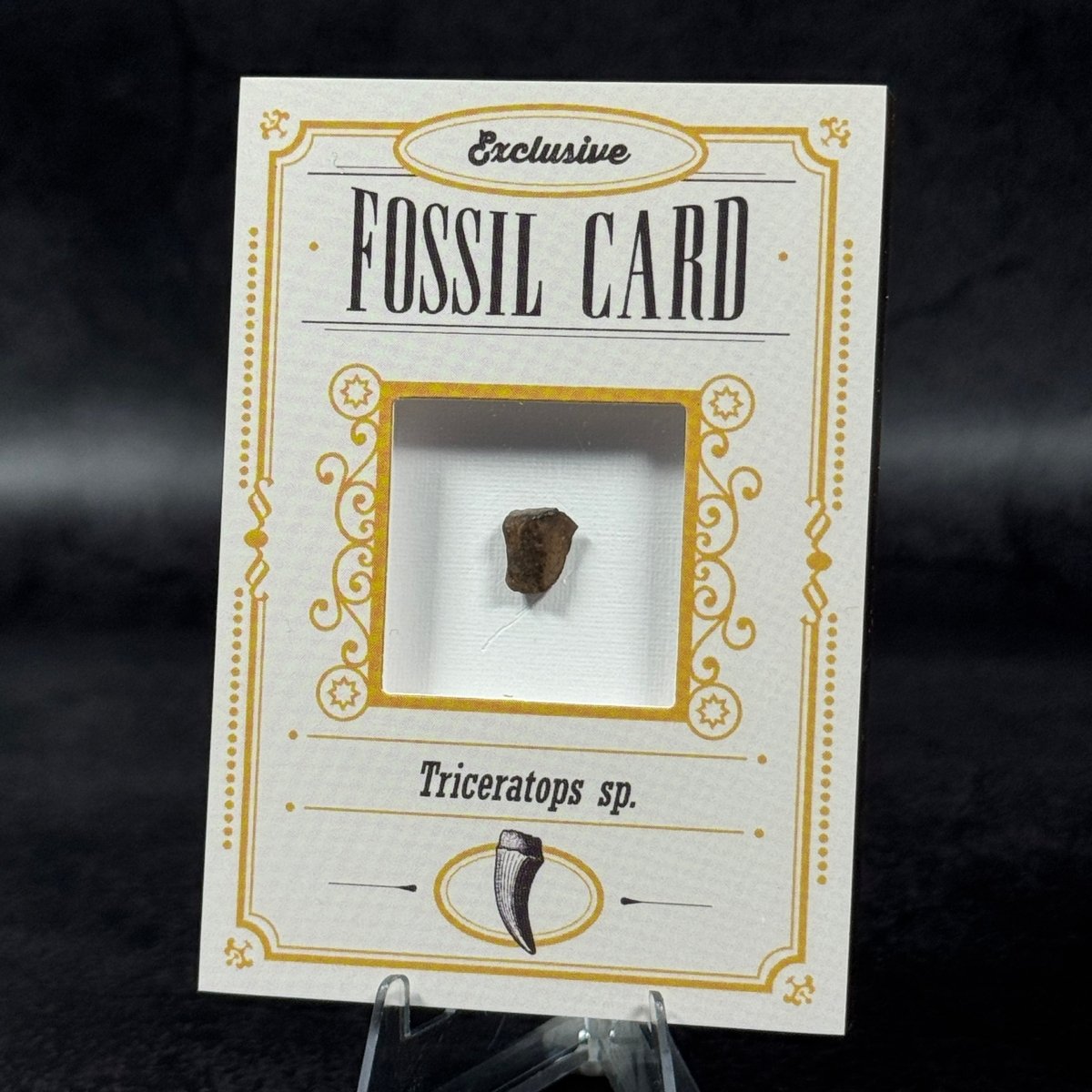 Fossil exclusive | BraccoTCG