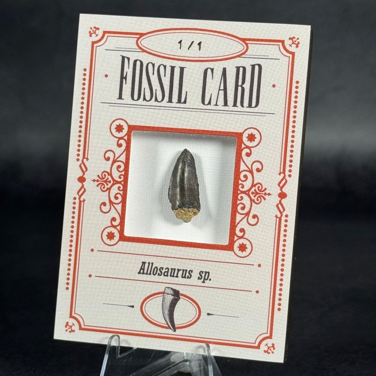 Fossil exclusive | BraccoTCG
